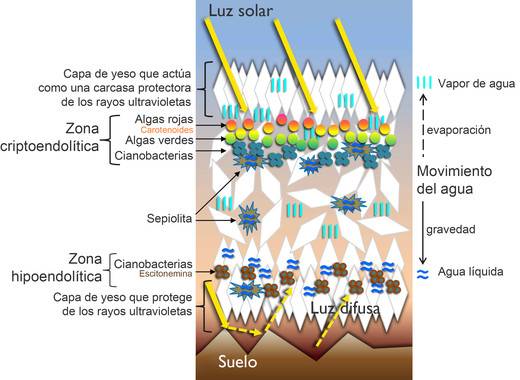 Esquema de la estructura interna de las rocas de yeso y su arquitectura habitable / Jacek Wierzchos