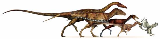 Linaje evolutivo de los dinosaurios que evolucionaron a aves. /Science-Davide Bonnadonna