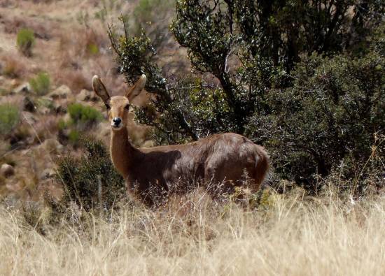Antílope cabrío (Peleacapreolus), origen de la marca deportiva Reebok / IUCN