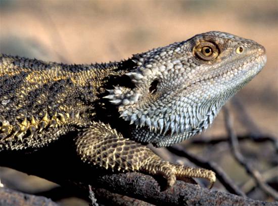 Dragón barbudo australiano ('Pogona vitticeps') / Arthur Georges