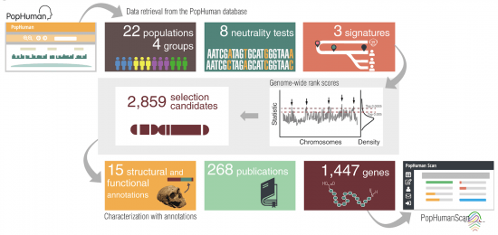 Diagrama de flujo utilizado para detectar y caracterizar estructural y funcionalmente las regiones candidatas a estar bajo selección del genoma humano