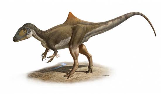Reconstrución del aspecto en vida del dinosaurio carnívoro Concavenator corcovatus (“el cazador jorobado de Cuenca") / Raúl Martín
