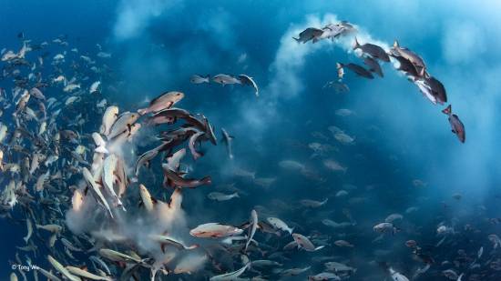 Imagen ganadora en la categoría de fotografía submarina / ® Tony Wu