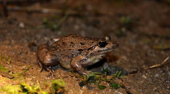 Sapillo pintojo ibérico (Discoglossus galganoi), Grândola (Portugal) / Maria Alho