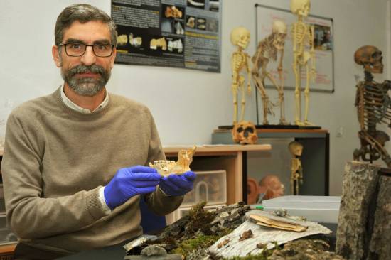 El investigador del CSIC Antonio Rosas con la mandíbula neandertal / Andrés Díaz (CSIC)