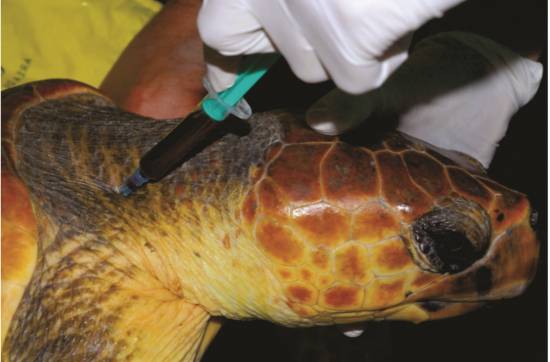 Extracción de sangre en una tortugas boba. / Matteo Bucchia