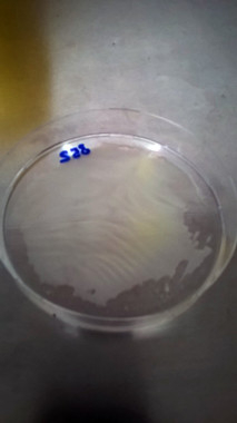 Biofilm de ‘Lactobacillus helveticus’ / Fundación Descubre