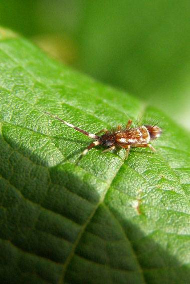 Springschwanz Collembola. Foto: Manfred Kunz