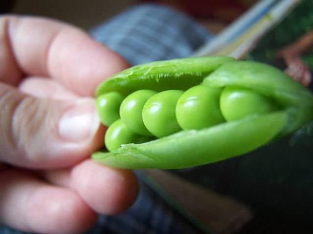 Científicos descubren un nuevo instrumento genético para mejorar las cosechas de guisantes