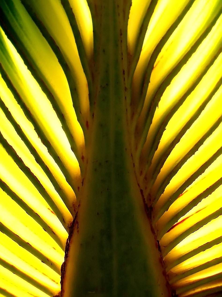 ¿Cómo se forman los nervios foliares de las plantas?
