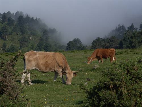 Desarrollan hierbas "anti-eructos" para reducir la aportación de los gases de las vacas al calentamiento global