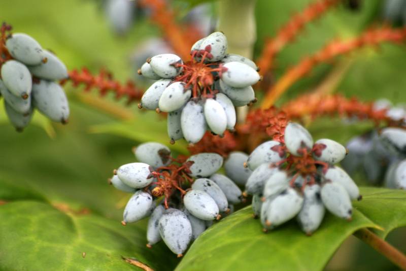 La ausencia de insectos herbívoros y los cambios genéticos hacen proliferar a las plantas invasoras frente a las autóctonas
