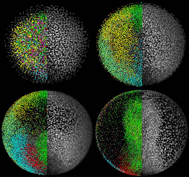 Observan con un microscopio las primeras 24 horas de un embrión vivo de pez cebra 