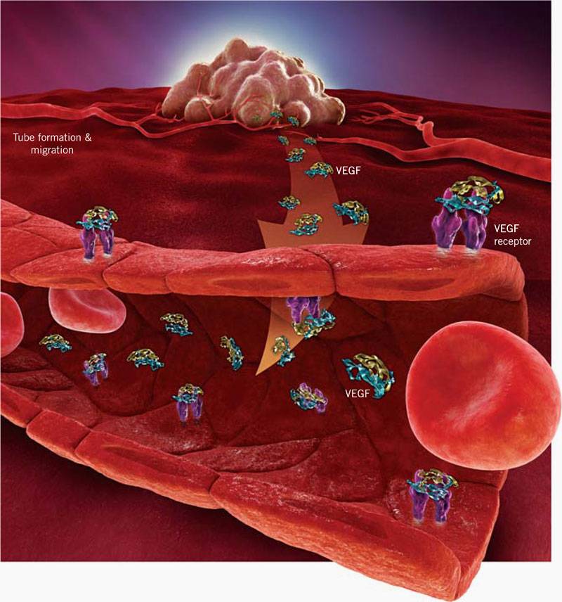 Se niega la existencia de un tipo de célula esencial para la formación de los vasos sanguíneos y el crecimiento del cáncer 