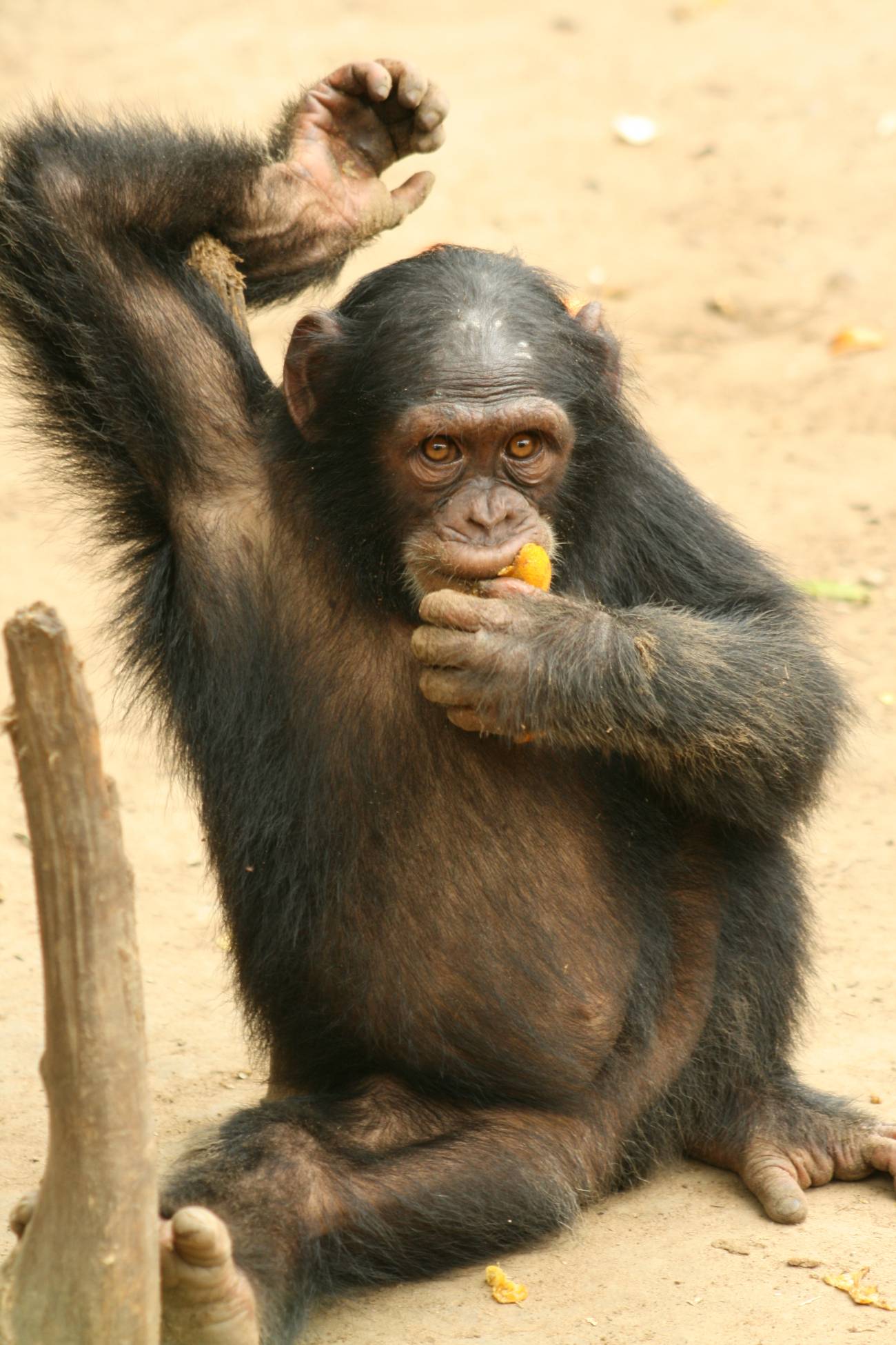 Un cirujano opera a una chimpancé de Camerún con una rara deformidad