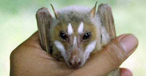 Un equipo internacional de taxónomos presenta el Top 10 de las especies más sorprendentes descubiertas en 2007