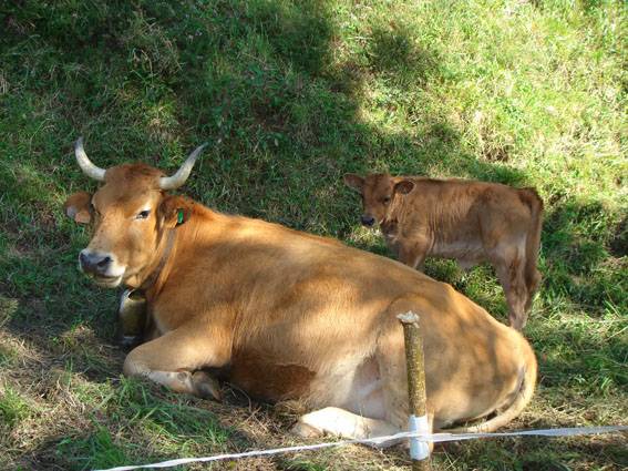  Unas vacas felices equivalen a mejor leche