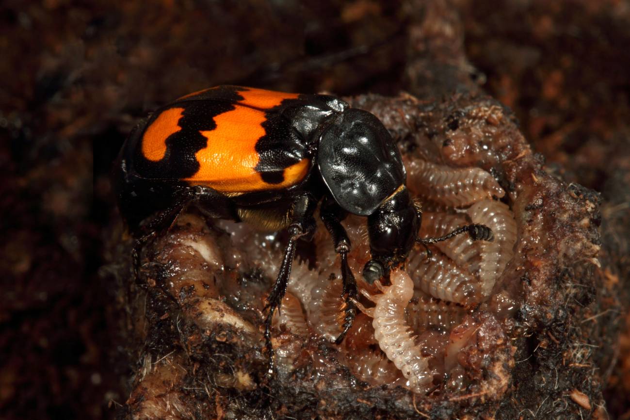 Abstinencia sexual forzada para que los escarabajos cuiden de sus larvas