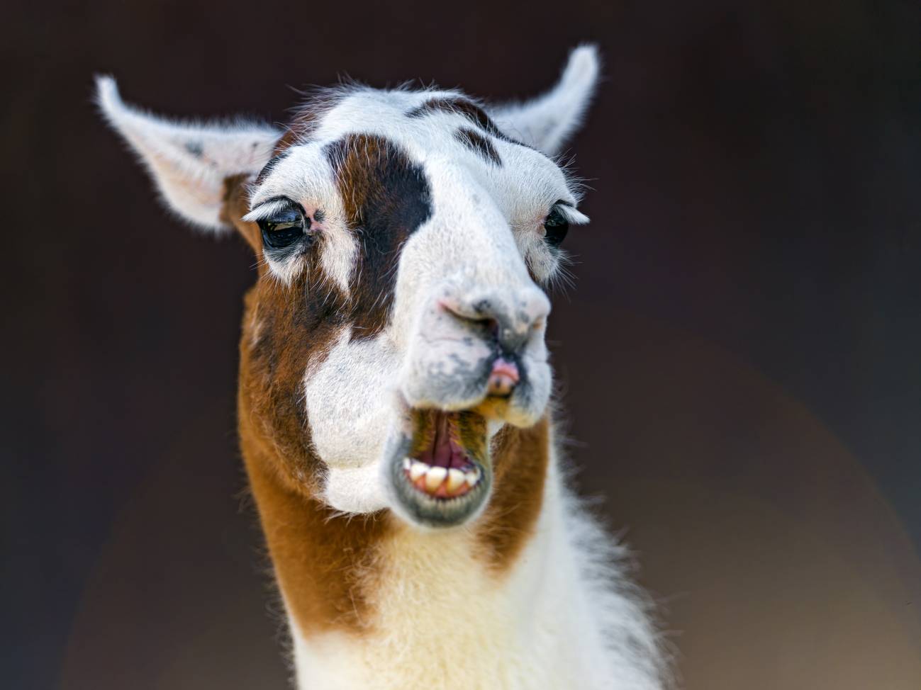 Anticuerpos de llamas ayudan en la lucha contra el sida