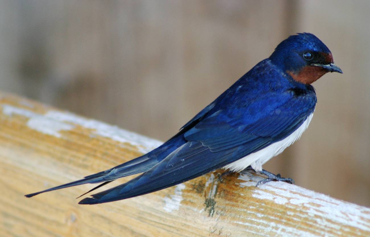 Arranca la mayor reunión científica sobre las aves en España