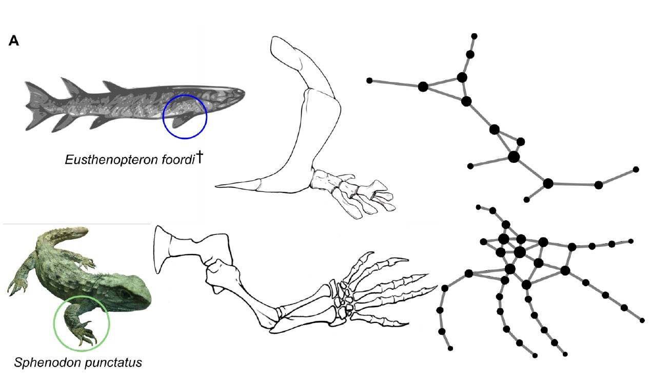 Cómo evolucionaron las extremidades de los vertebrados a partir de las aletas de los peces