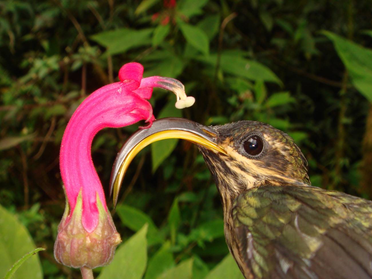 Confeccionan el primer árbol genealógico de los colibríes