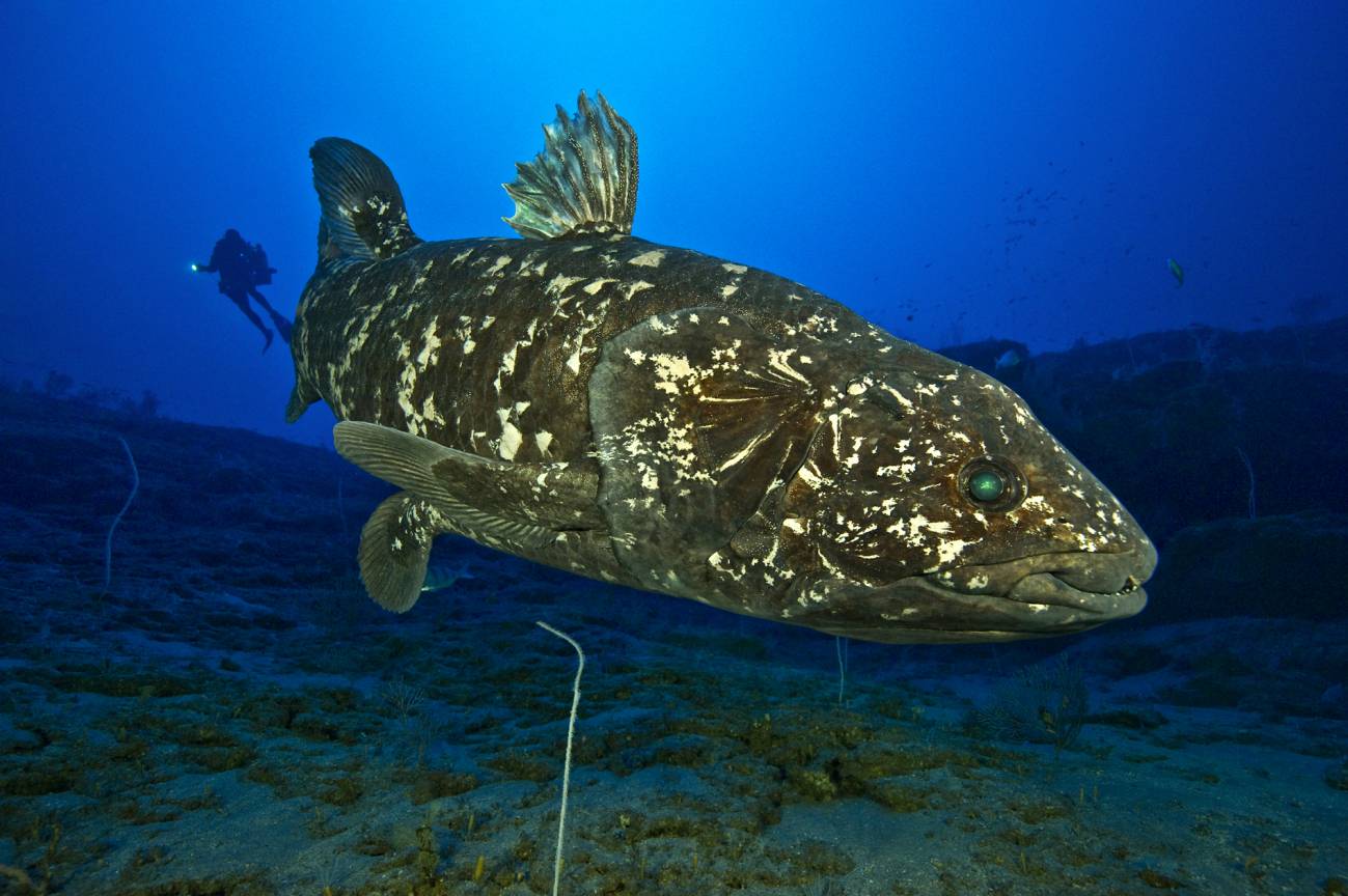 Confirman la presencia de pulmones en peces celacantos