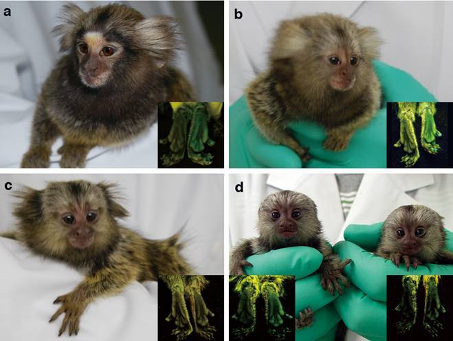 Crean los primeros monos con el gen de la proteína verde fluorescente en su ADN