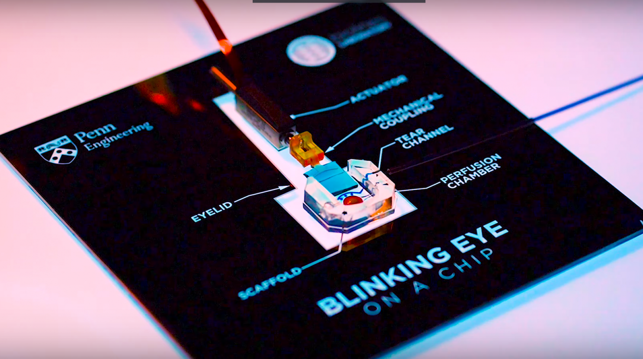 Crean un ojo simulado en 3D  a partir de células humanas 