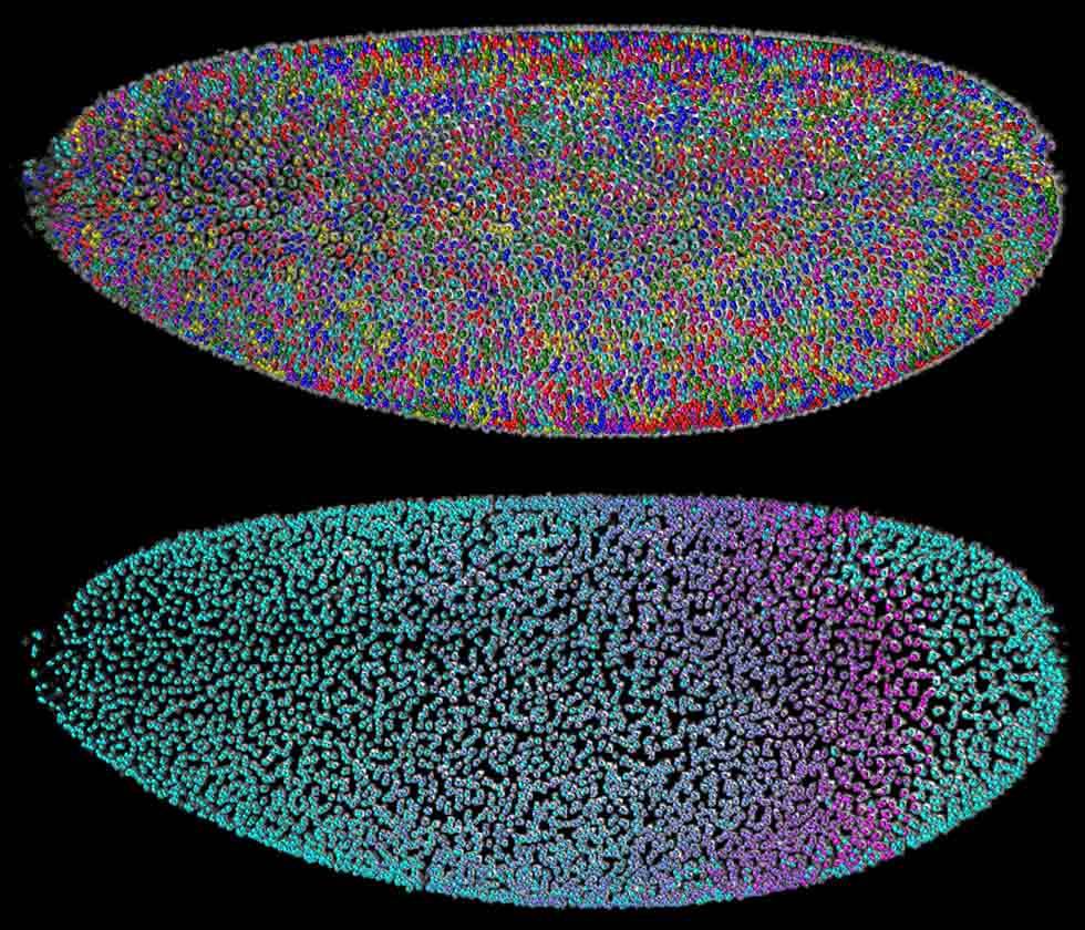 Patrón celular de un embrión de mosca Drosophila. Imagen: Kellerlab