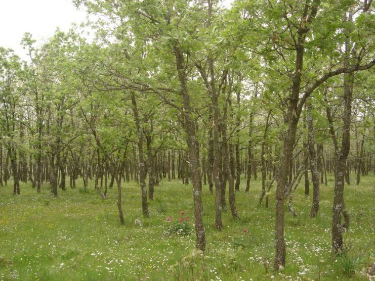 Quercus pirenaica. 