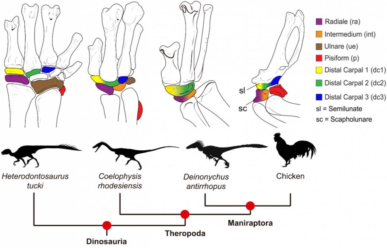 Detrás de esta transformación evolutiva se encuentra una reducción a la mitad en el número de huesos de la muñeca