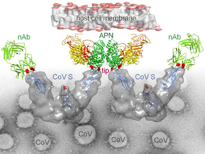 Coronavirus