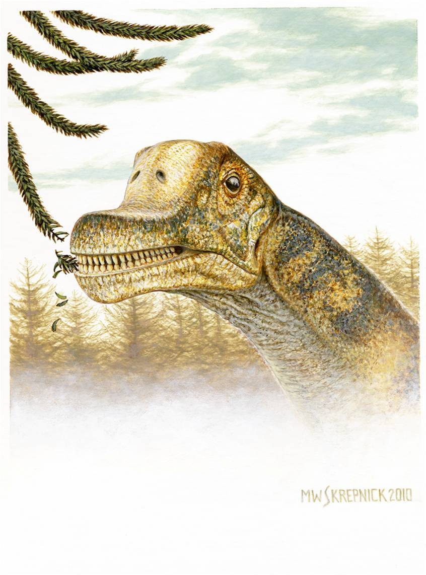 Descubren cuatro cráneos de una nueva especie dinosaurio herbívoro
