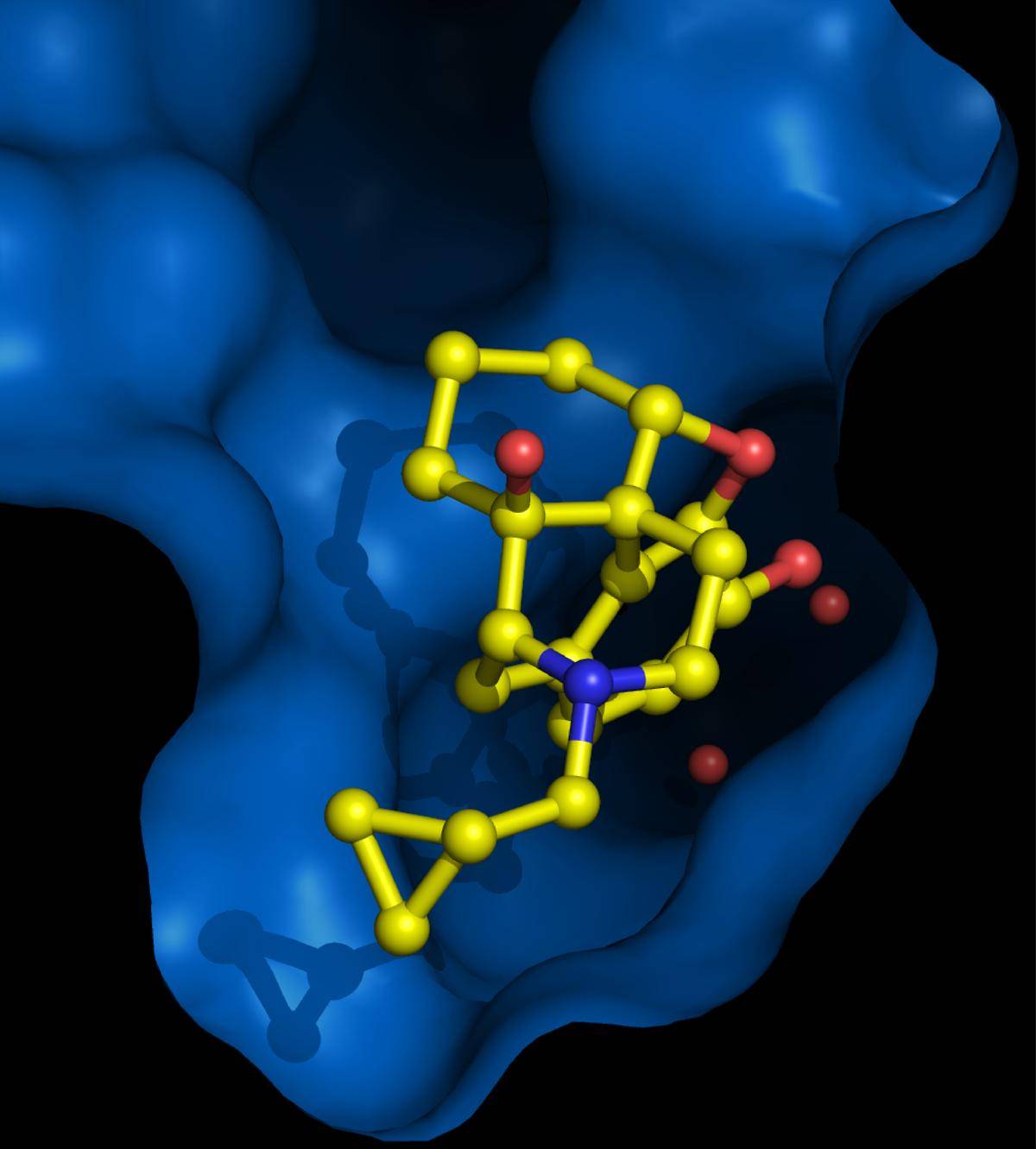 Receptor opioide