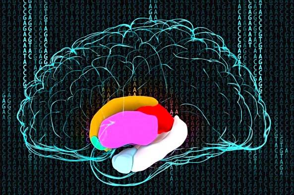 Descubren variaciones genéticas asociadas a cambios en el cerebro de miles de personas 