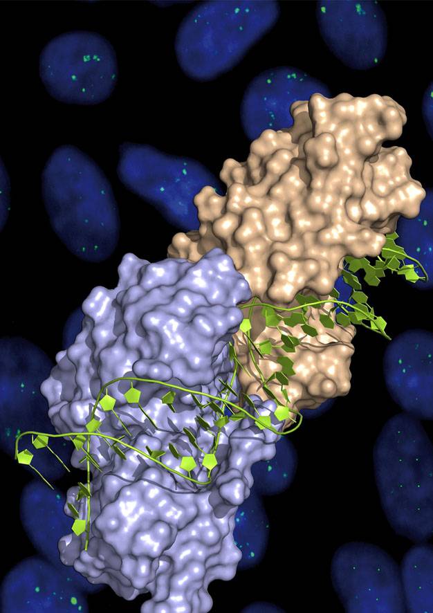 Diseñan en España un bisturí molecular sin precedentes