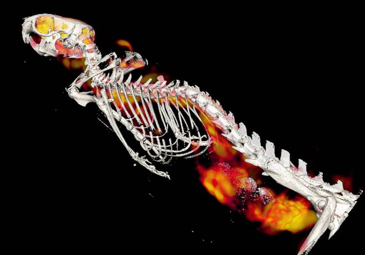 Dispostivos de rayos X para animales de laboratorio 'made in Spain' 