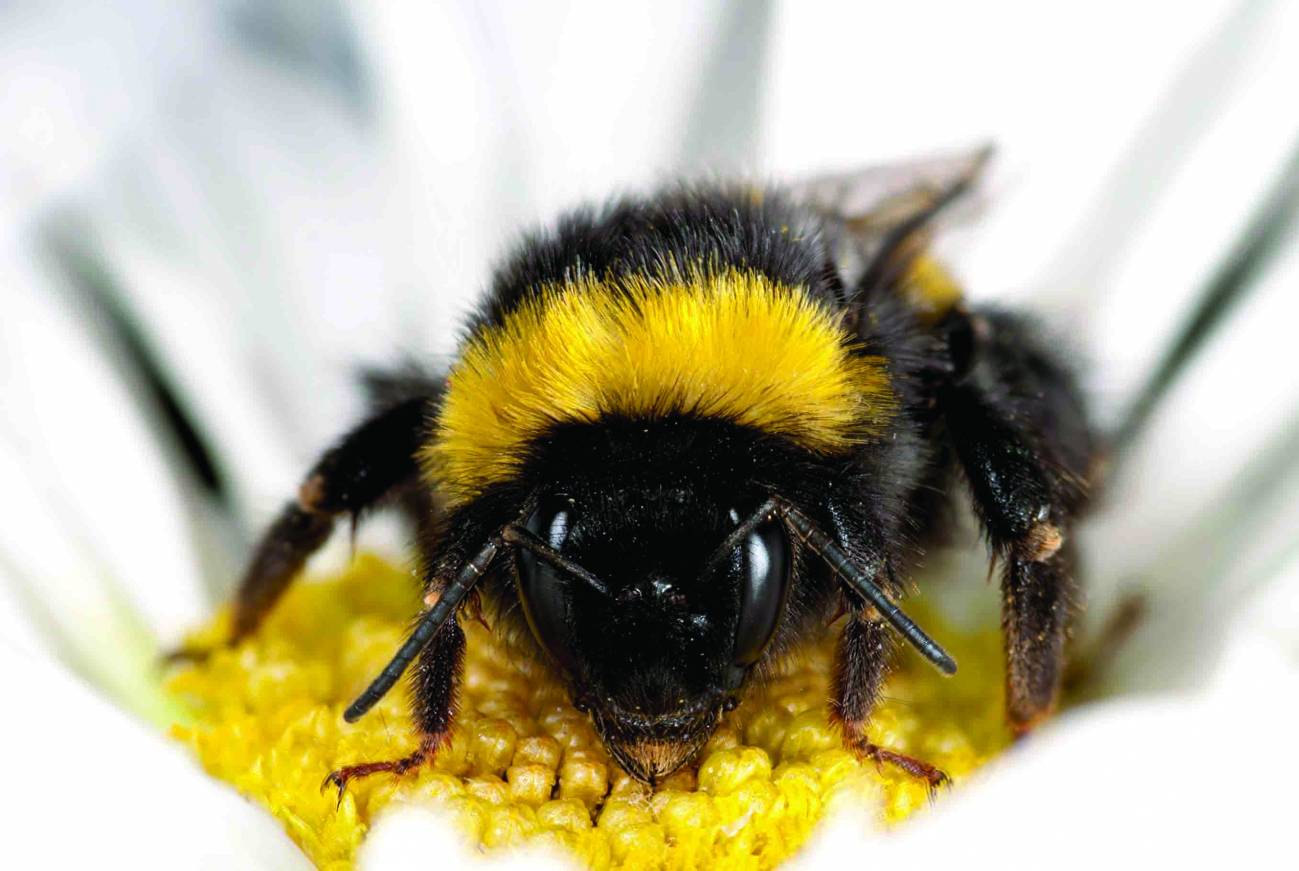 Dos enfermedades parasitarias de las abejas infectan a los abejorros