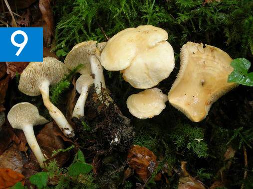 Dos nuevas especies de setas en la península ibérica