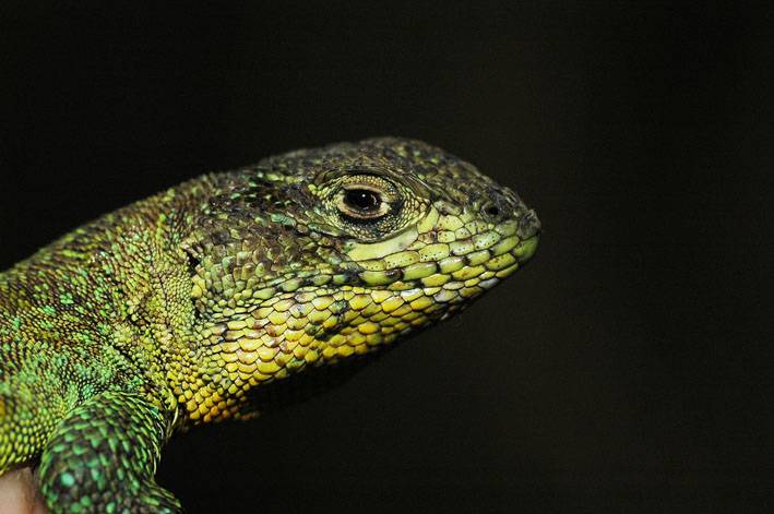 El 6% de las especies de lagartos se extinguirá antes de 2050 por el calentamiento global