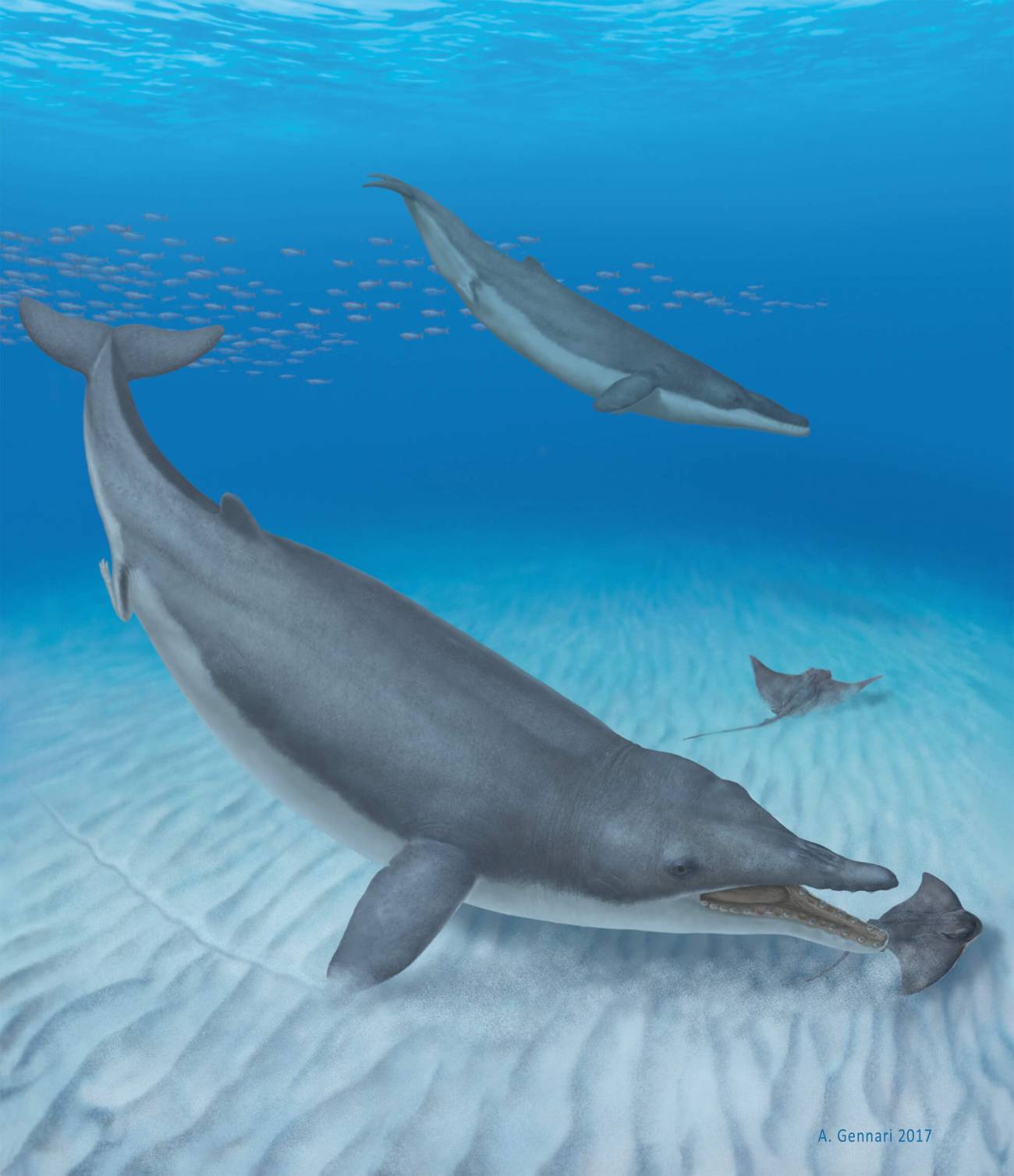 El antepasado de la ballena barbada se alimentaba por succión 