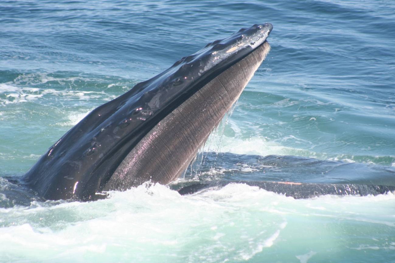 Ballenas