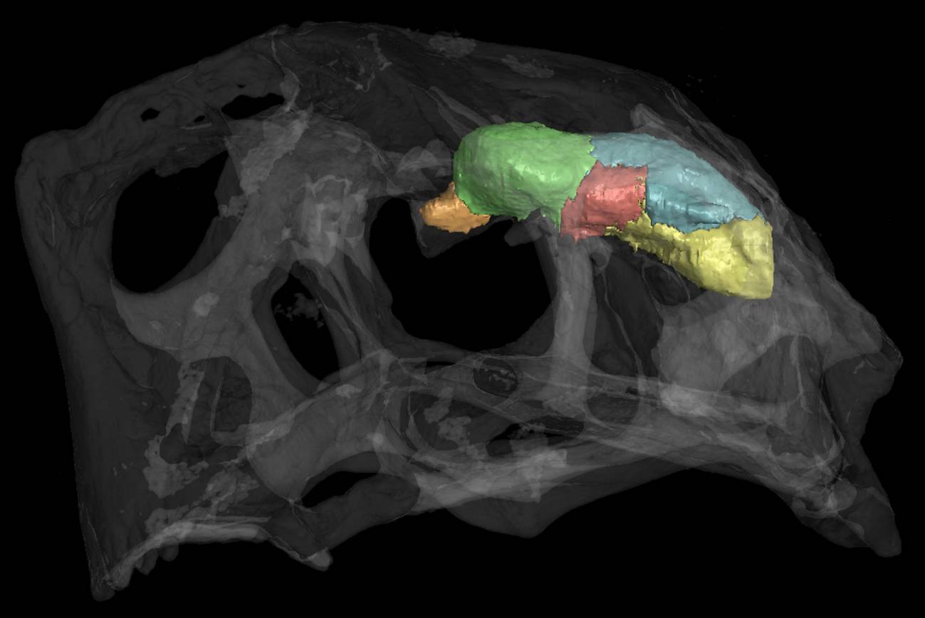 El Archaeopteryx no tenía cerebro de pájaro