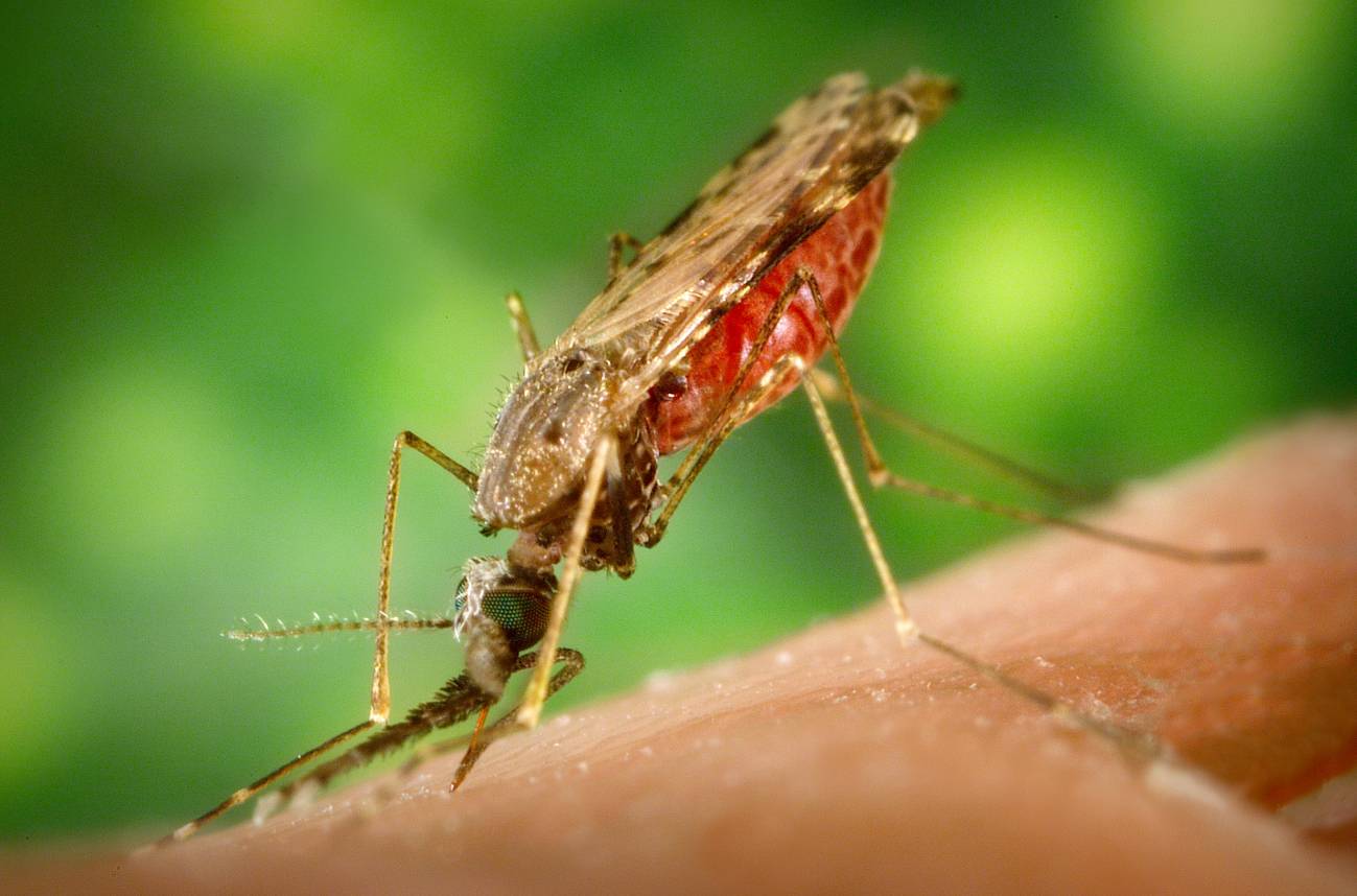 El aroma de los ratones con malaria atrae más mosquitos