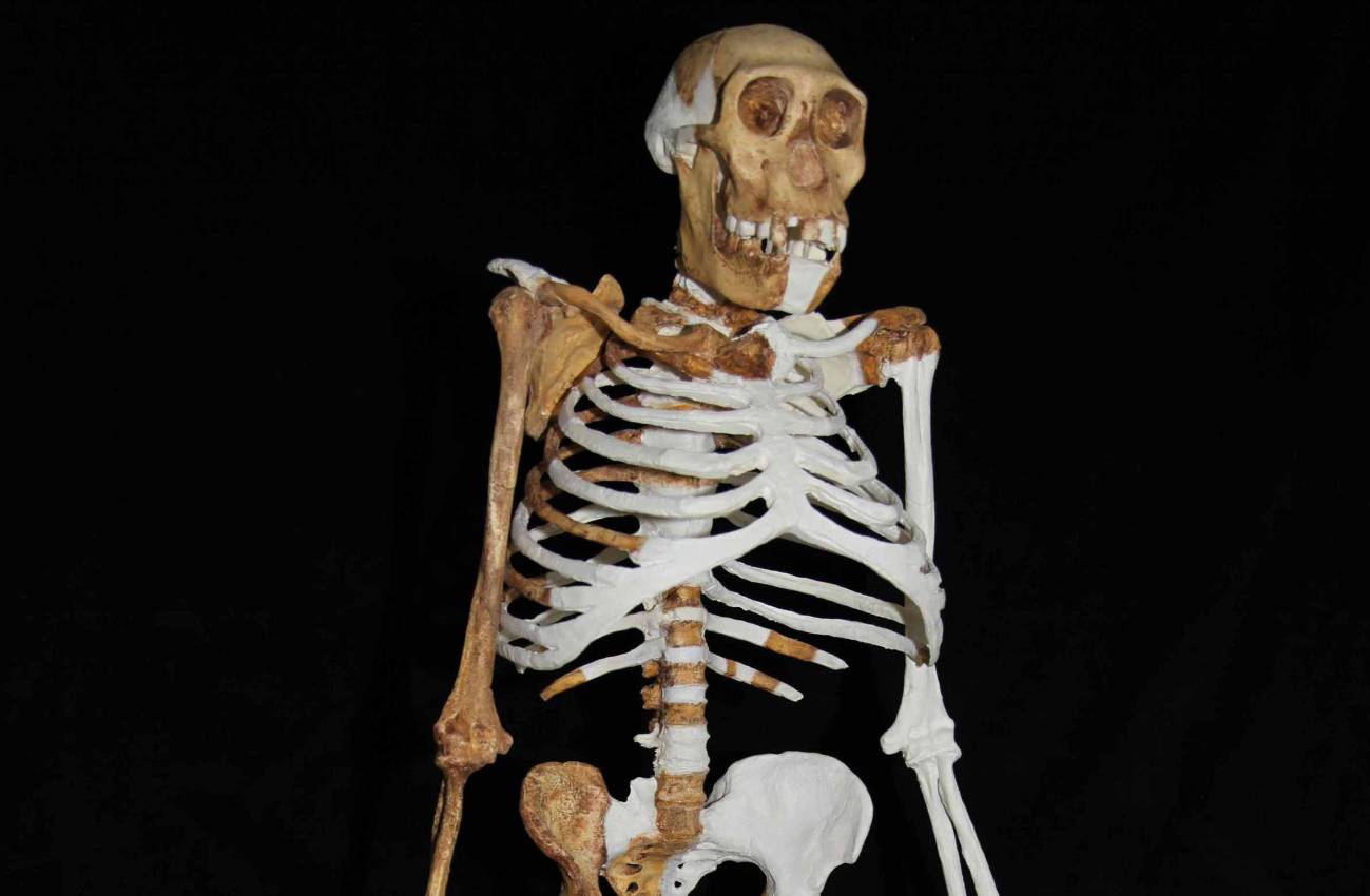 'Australopithecus sediba'