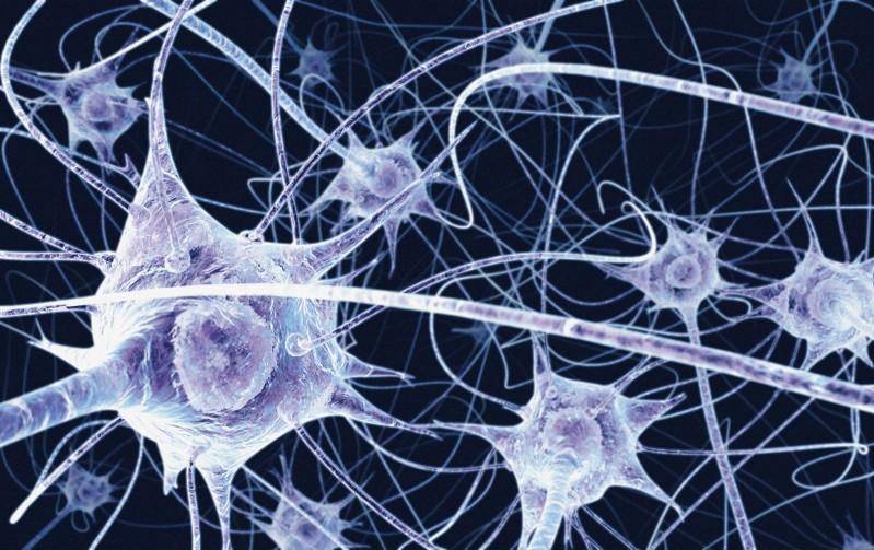 El 'cableado' del cerebro influye en la personalidad