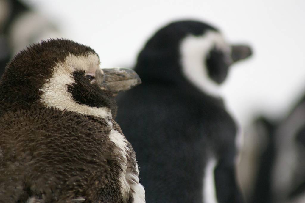 Las plumas de los polluelos de pingüino de Magallanes menores de 25 días no son impermeables./ Hixaga