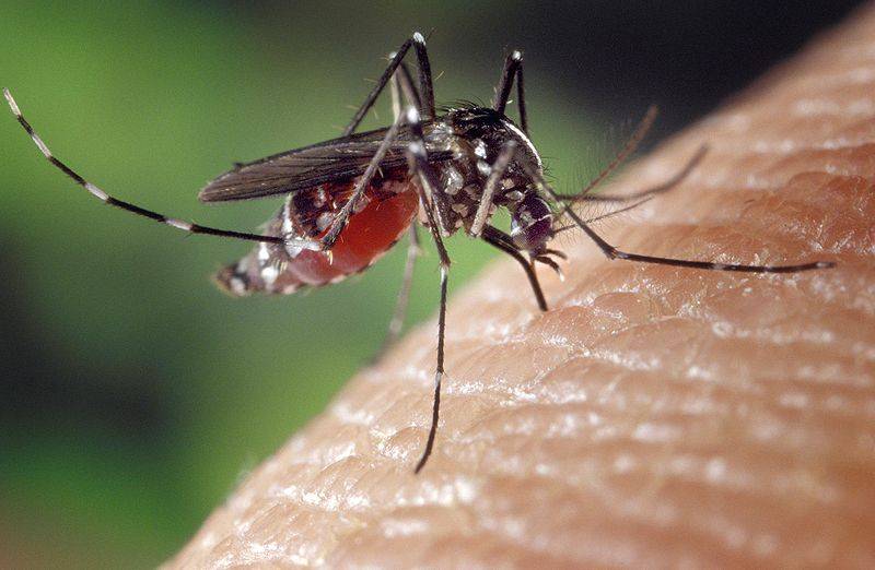 El clima local influye en la transmisión del dengue