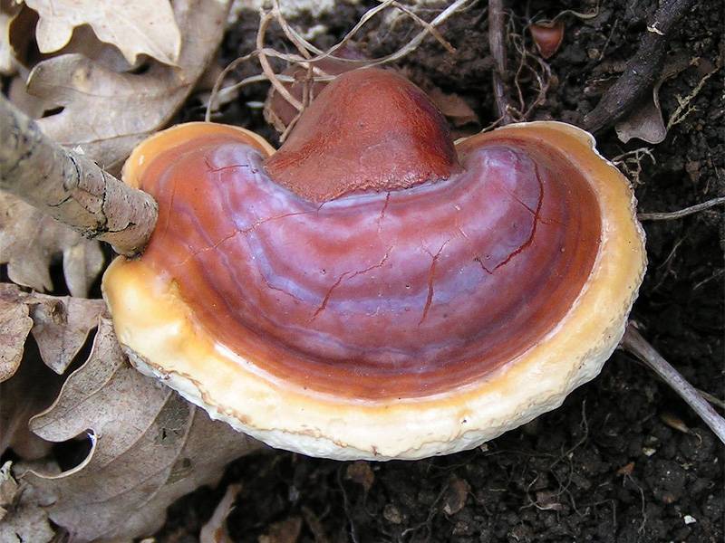 El consumo de un hongo medicinal chino reduce la obesidad en ratones